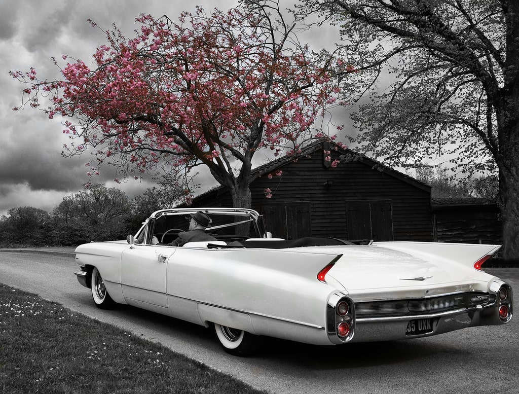 Tail Lights and Cherry Blossom