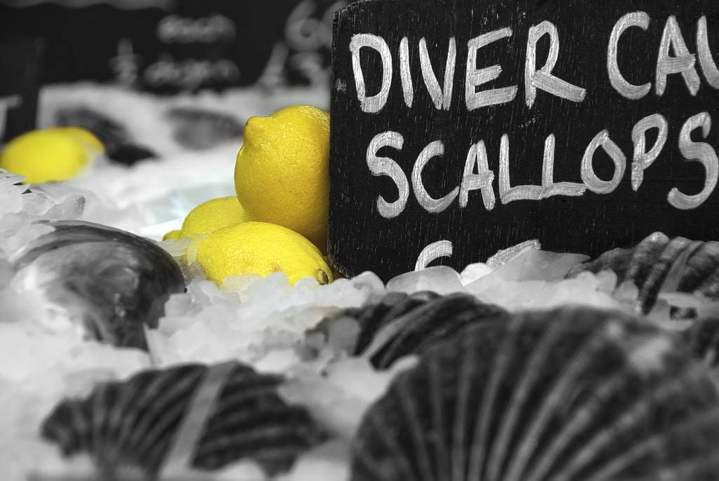Diver Caught Scallops