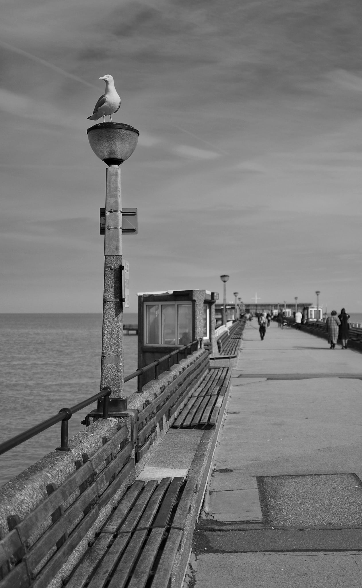 Seagull, Deal Pier