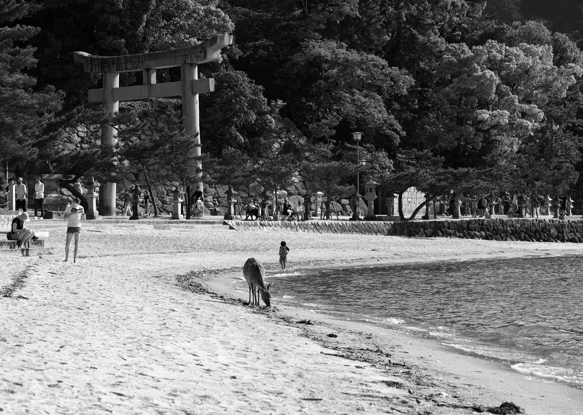 Miyajima deer beach