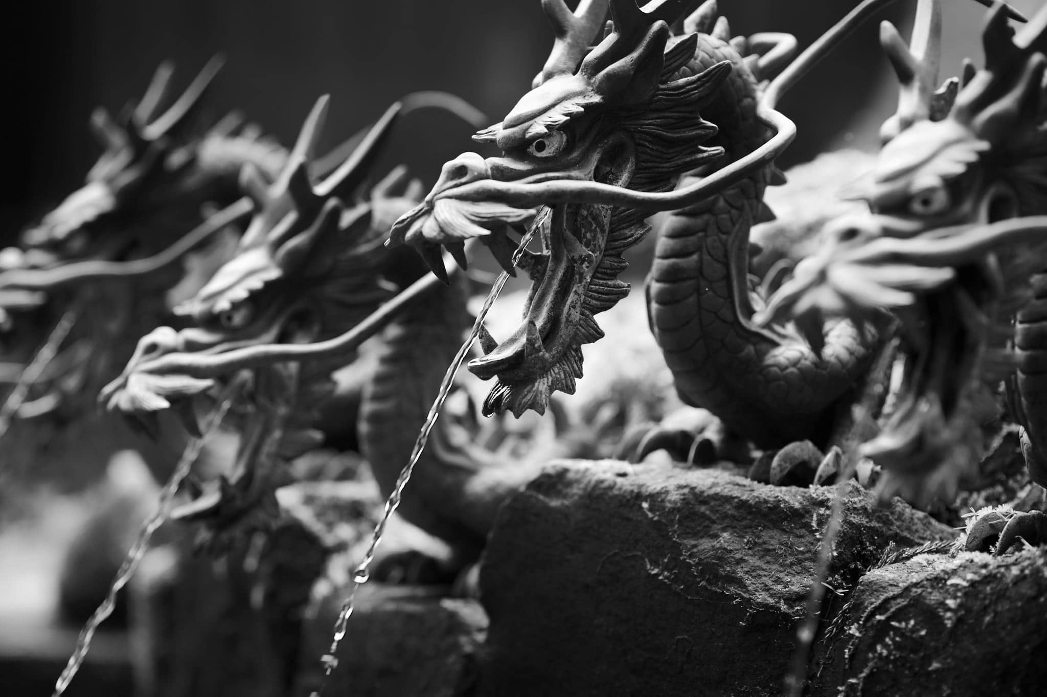 Water Dragons Japan