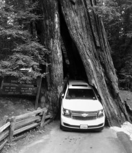 Shrine Tree Chevy Suburban California Redwoods