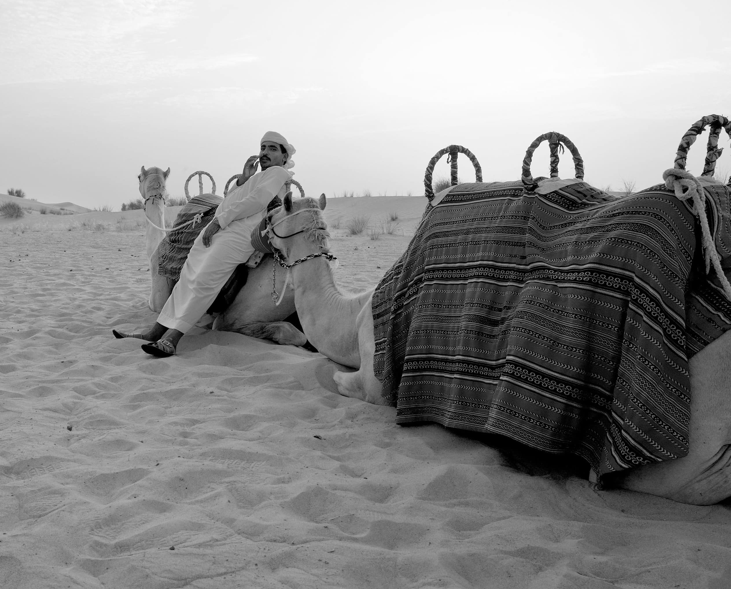 Camel Empty Quarter Dubai UAE Safari