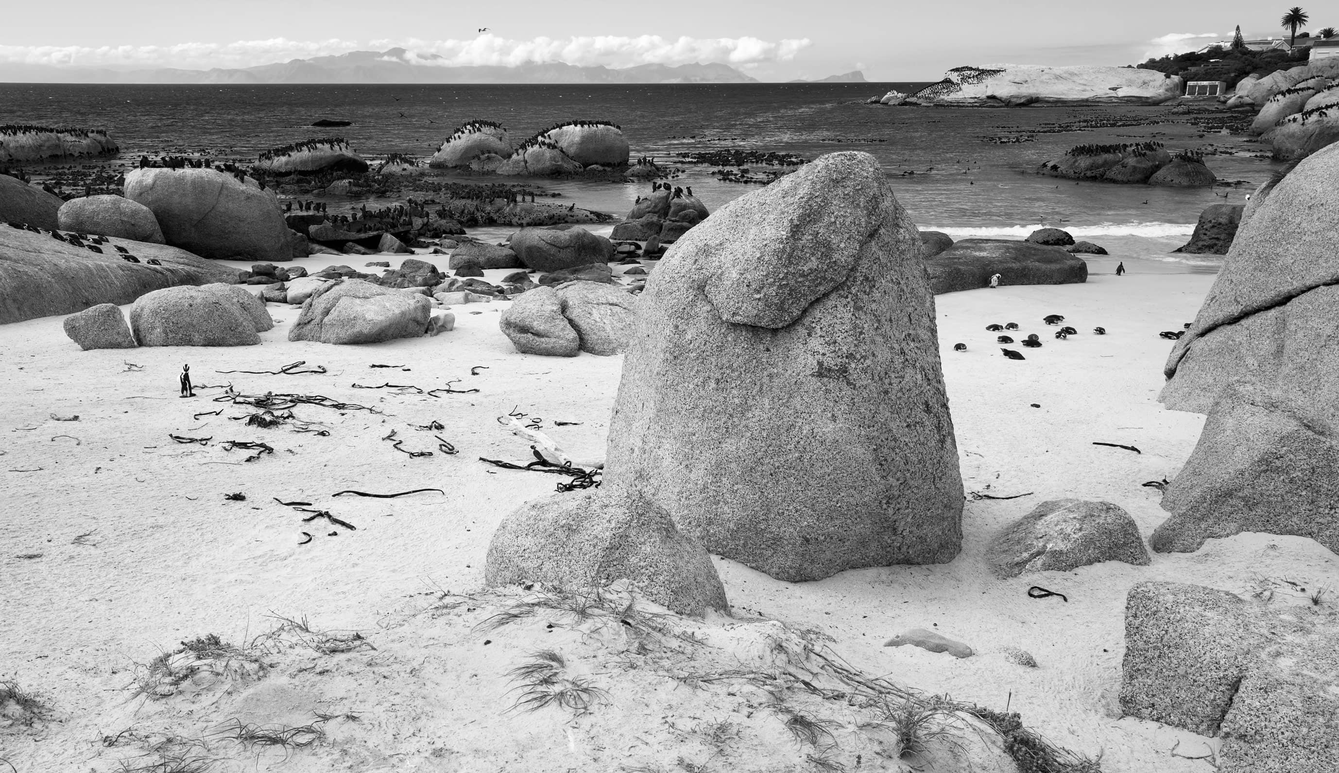 Penguins and Cormorants, Boulders Beach South Africa