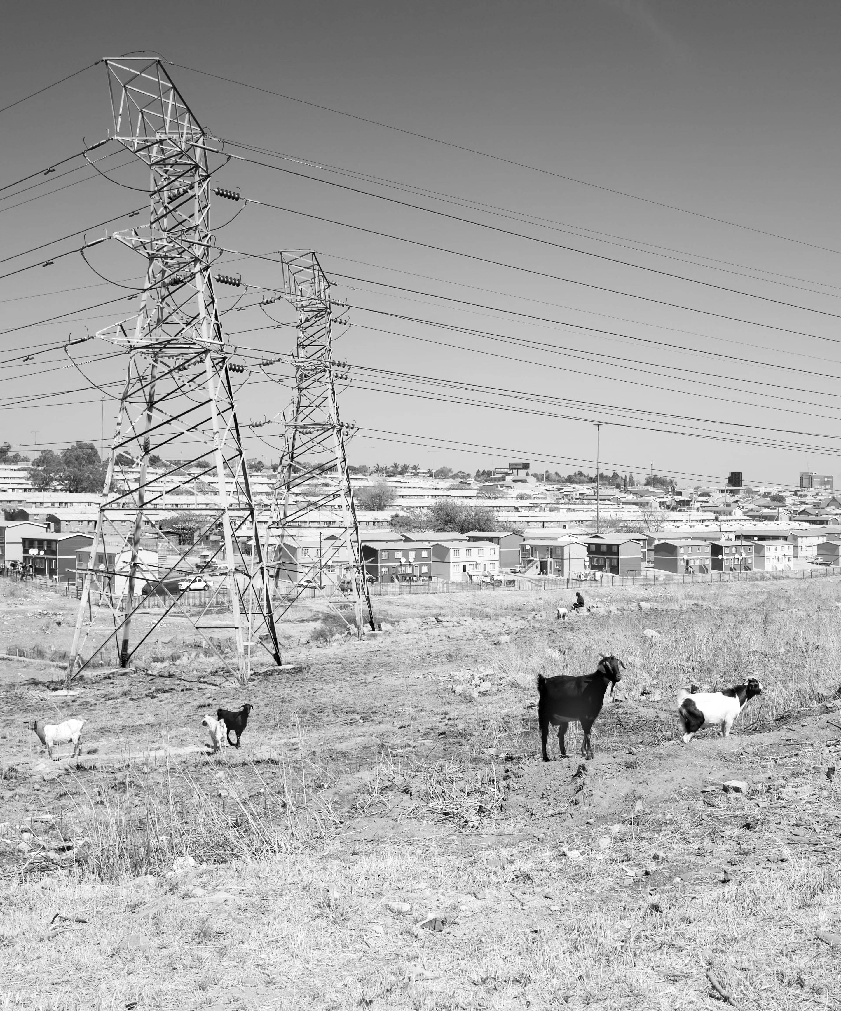 Soweto goats under power lines South Africa