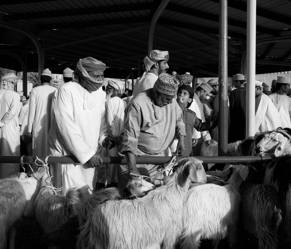 Nizwa Market Goats Oman Mountain
