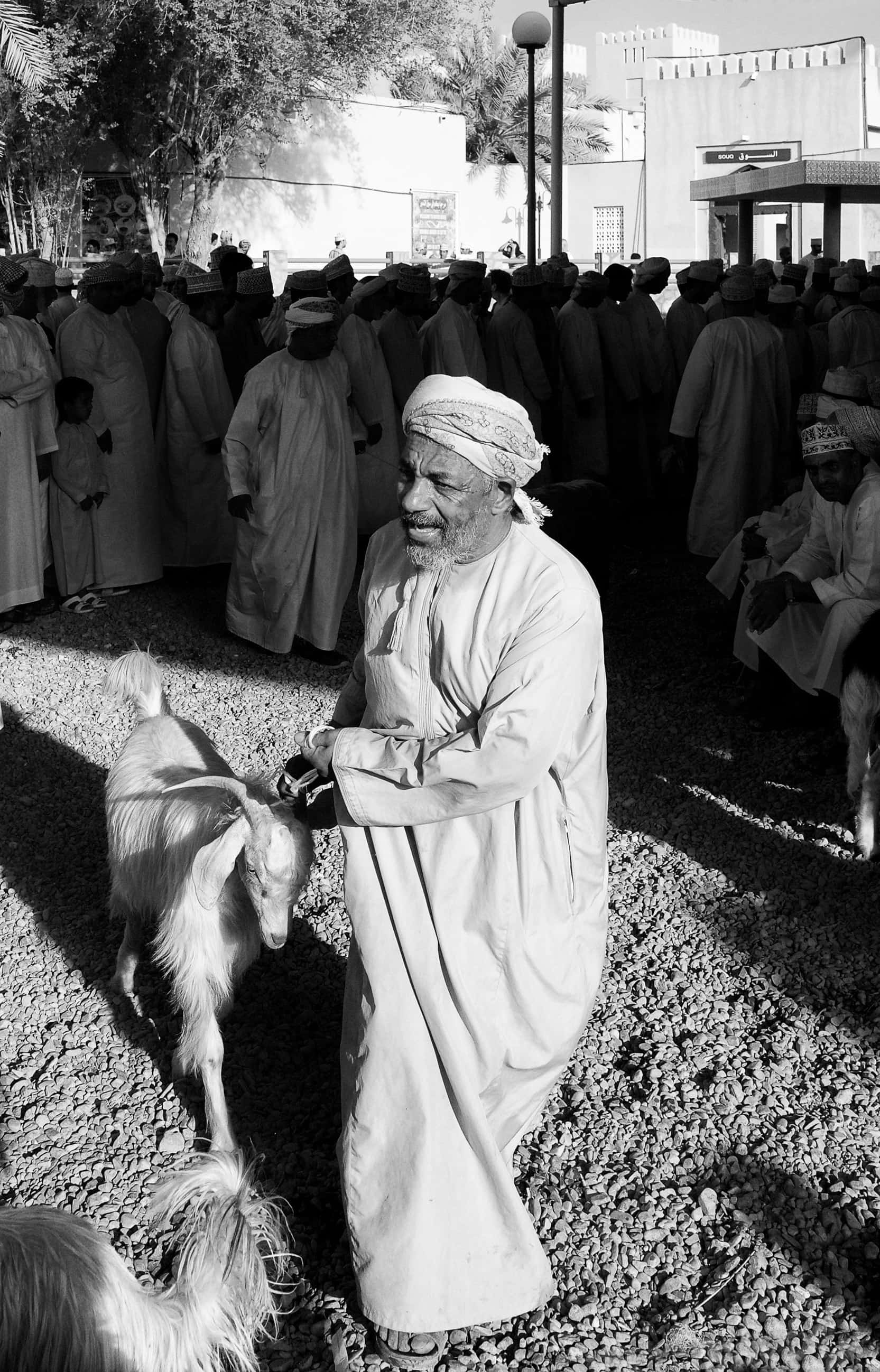 Goat Nizwa Market Oman Mountains