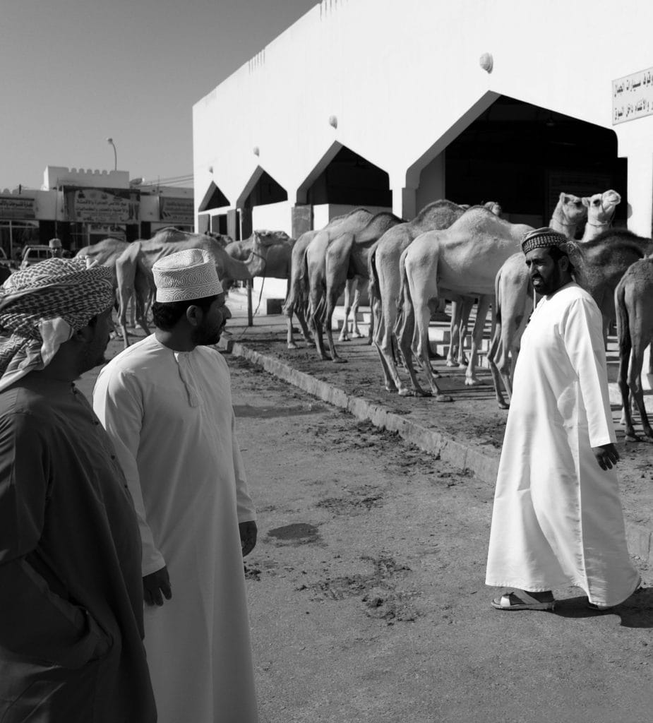 Camels Sinaw Oman