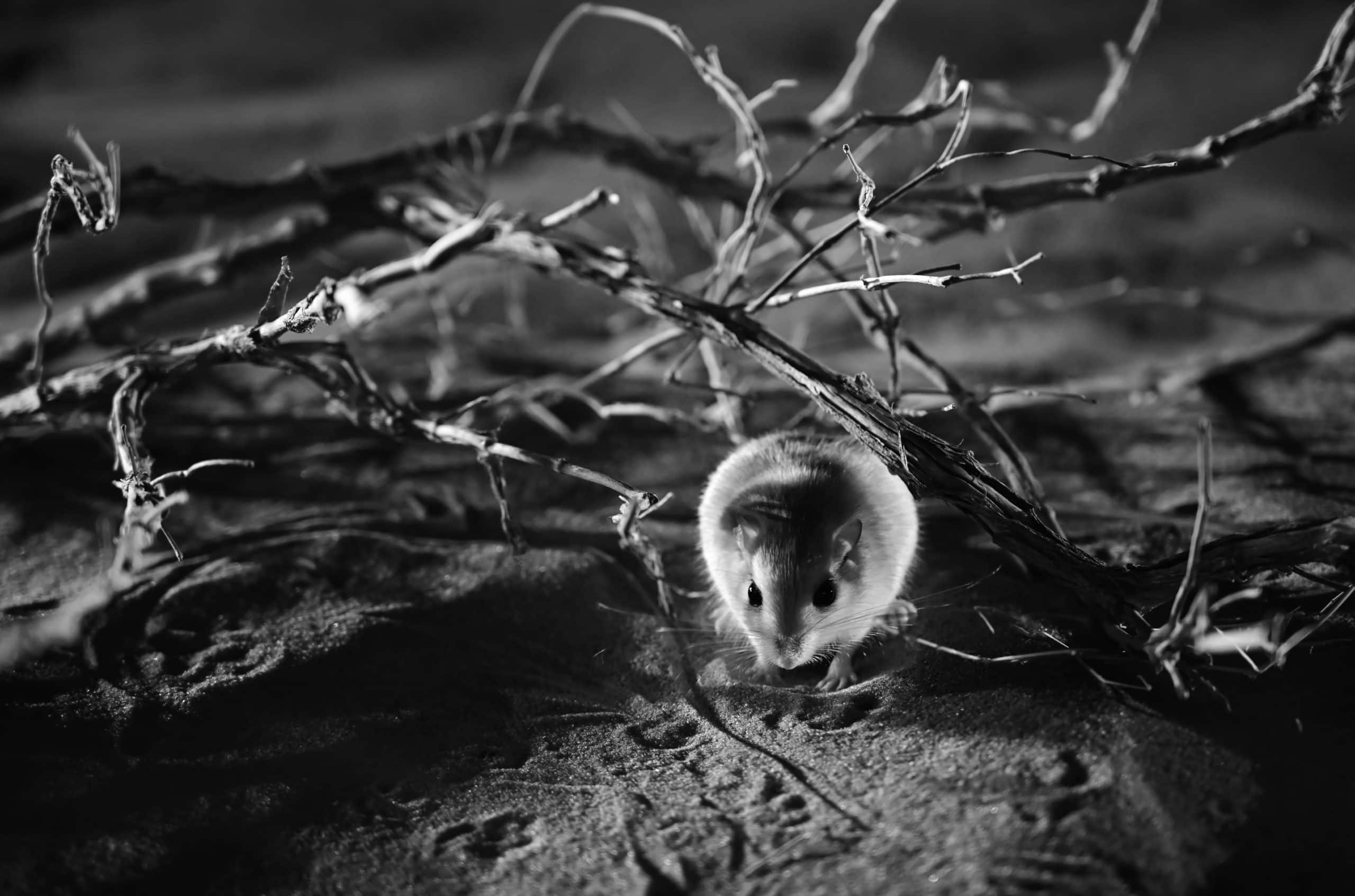 Gerbil Empty Quarter December 2019
