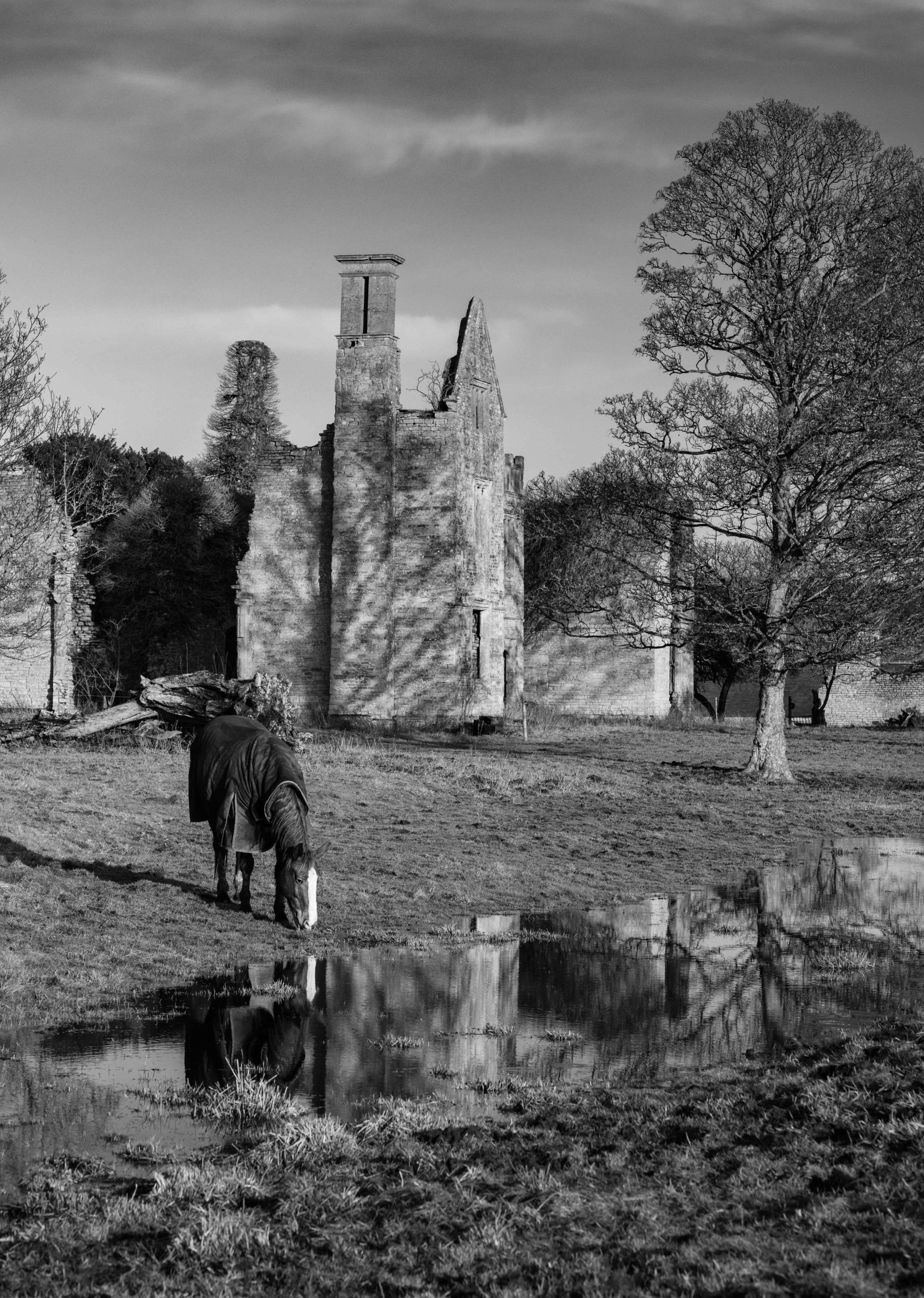 Horse reflection Hampton Gay Manor